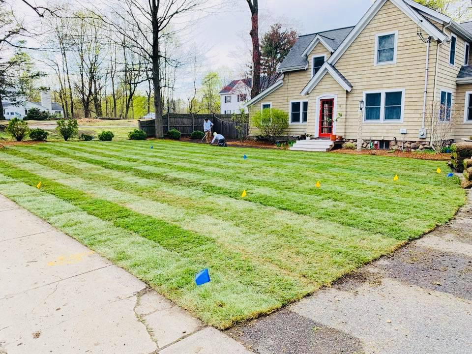 lawn